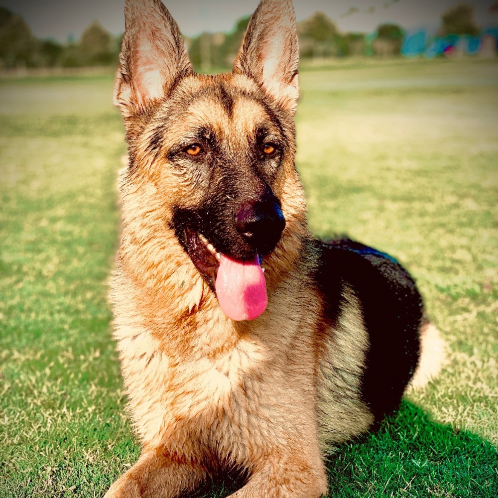 Meet your Posher, Jesus